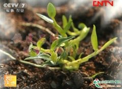 铁皮石斛温室大棚种植技术[视频]