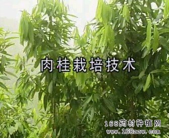 肉桂图片
