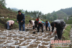 广西凌云掀起三叶青中草药种植热潮