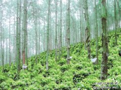 河南商城：打造林下中药材种植特色产业链