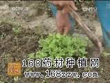 中药材仙草种植技术视频