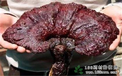 长白山灵芝