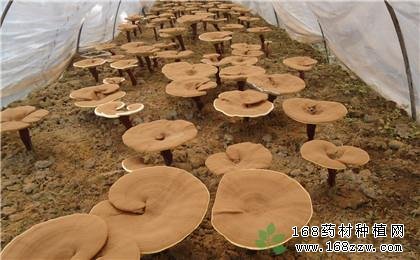 大棚种植灵芝