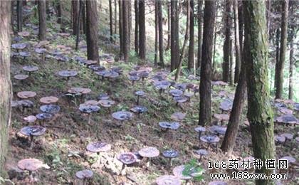灵芝种植方法