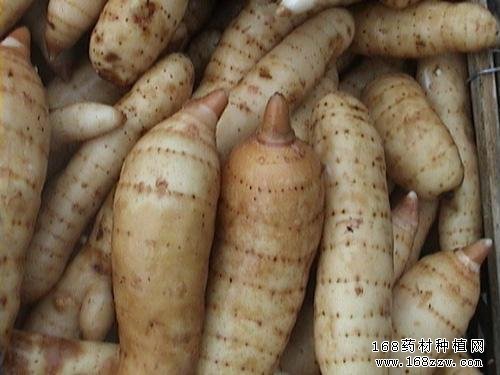 中药材天麻图片