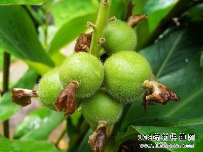 草豆蔻种植