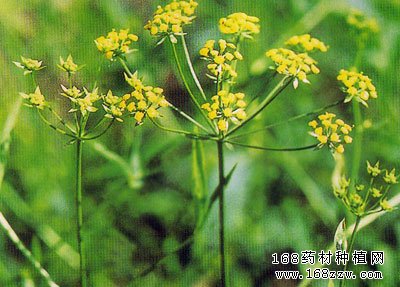 柴胡种植