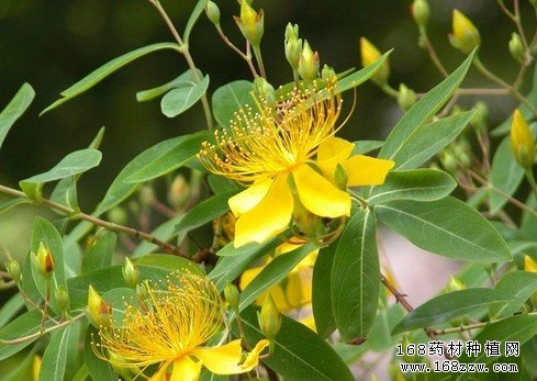 贯叶连翘图片