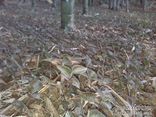 金线莲种植