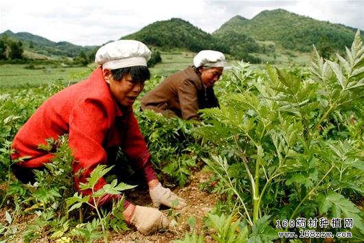 川穹图片