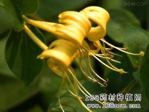 药材种植