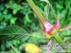药材种植