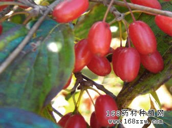 药材种植