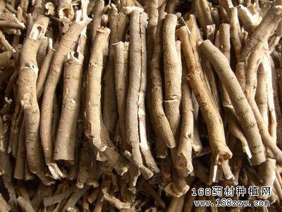 药材种植