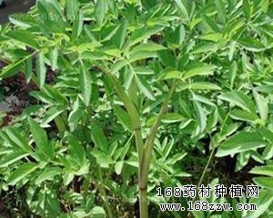 药材种植