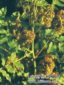 药材种植