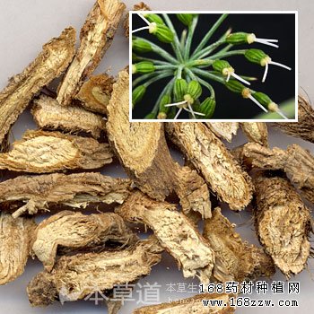 药材种植