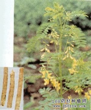 药材种植