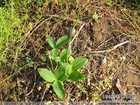 药材种植