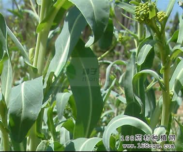 药材种植