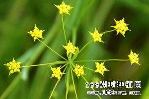 药材种植