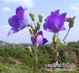 药材种植