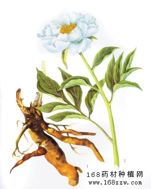 药材种植