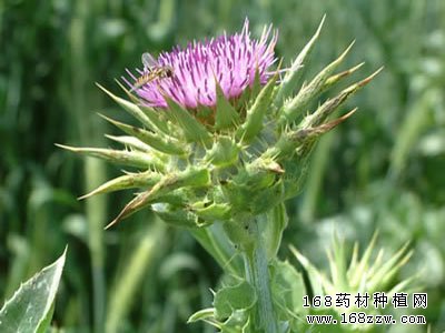 药材种植