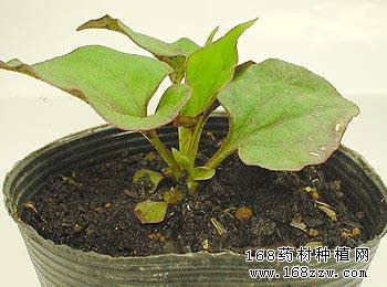 盆栽鱼腥草