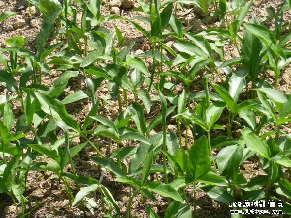 旱半夏种植