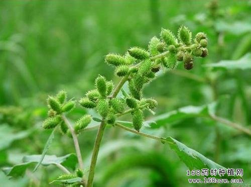 苍耳子图片