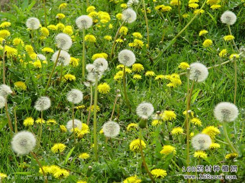 大叶蒲公英