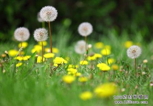 大叶蒲公英