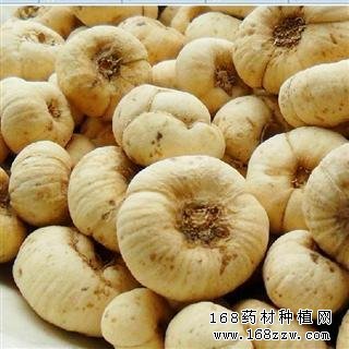 浙贝母软腐病