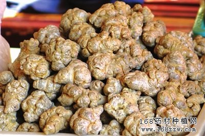 中药材三七图片