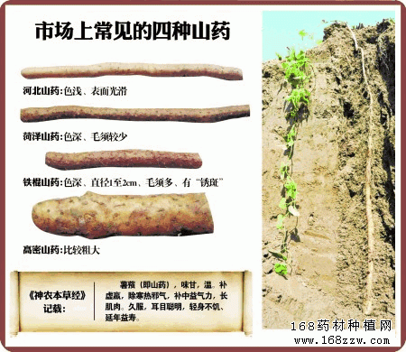 真假山药