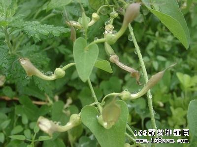 药材病害防治