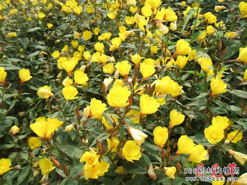 月见草图片
