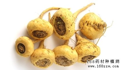 玛咖壮阳,玛咖壮阳骗局,壮阳食物
