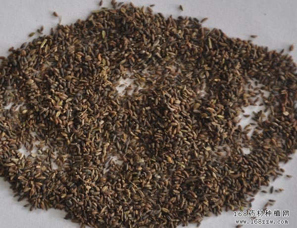 中药材种子