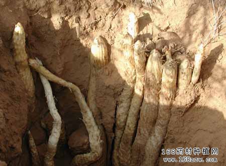 肉苁蓉图片