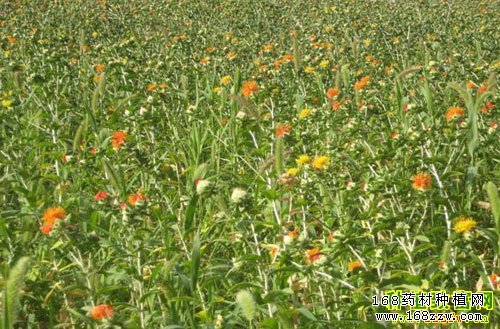 红花的功效与作用及红花种植技术