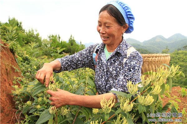 贵州长顺村民正在采摘金银花