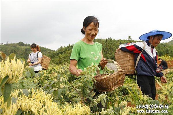 贵州长顺村民正在采摘金银花