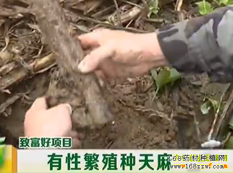 有性繁殖天麻图片