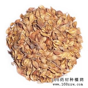 中药材连翘图片