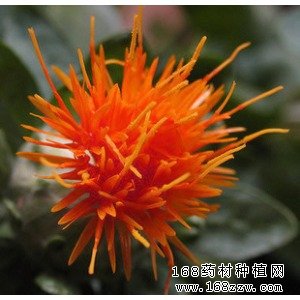 中药材红花图片