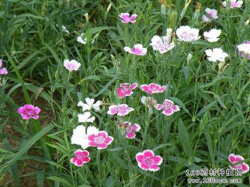 元参图片