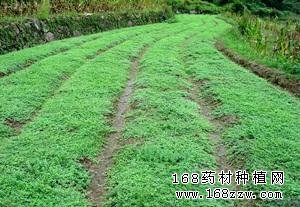 薄荷怎么种