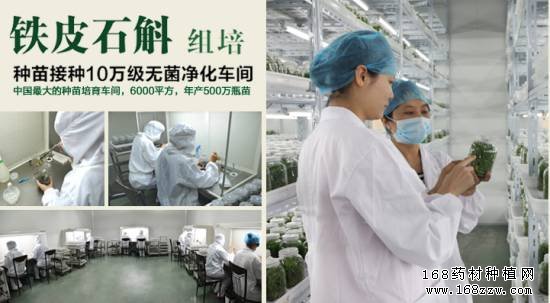 铁皮石斛种植